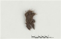 藏品(南亞曲柄苔)的圖片